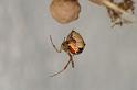Parasteatoda_lunata_D6164_Z_88_Les Gris_Frankrijk